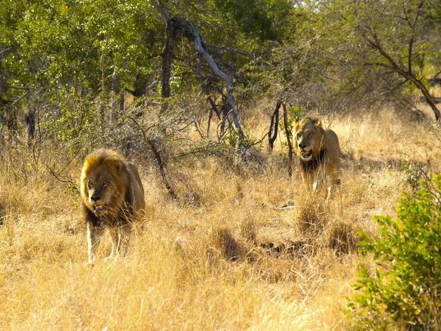 18 días en Sudáfrica - Blogs de Sudáfrica - Safari en el Kruger (9)